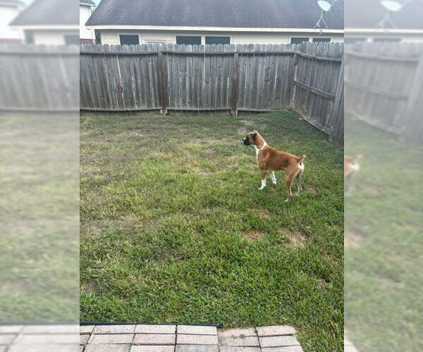 Medium Photo #3 Boxer Puppy For Sale in  Katy, TX, USA