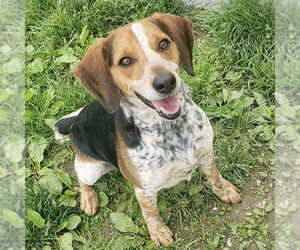 Beagle Dogs for adoption in Batavia, OH, USA