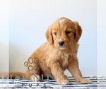 Small #4 Goldendoodle