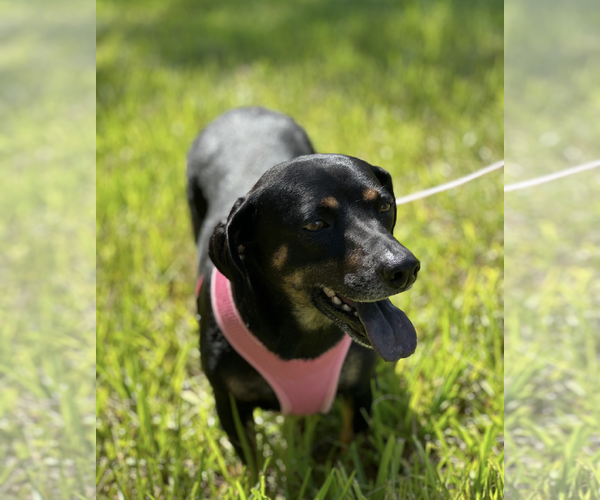 Medium Photo #2 Dachshund-Unknown Mix Puppy For Sale in Weston, FL, USA