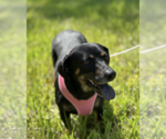 Small #1 Dachshund Mix