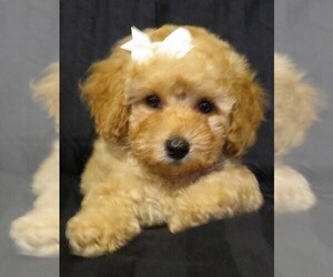 Poodle (Miniature) Puppy for sale in MANCHESTER, NH, USA