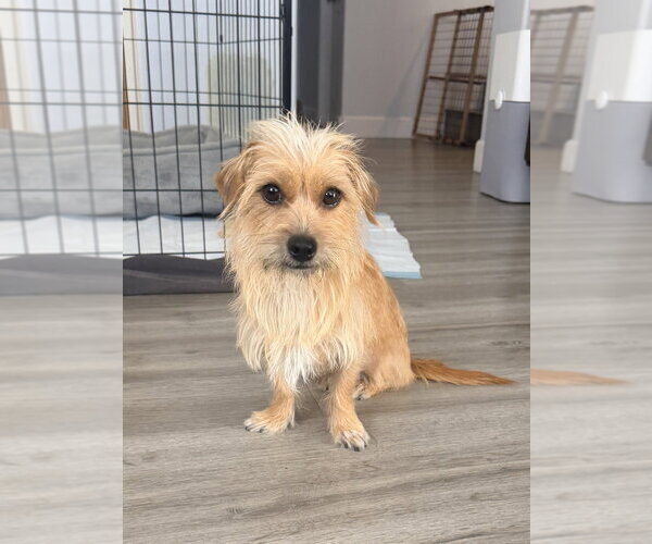 Medium Photo #1 Mutt Puppy For Sale in Dana Point, CA, USA