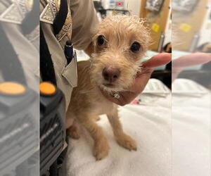 Chihuahua Dogs for adoption in Alameda, CA, USA