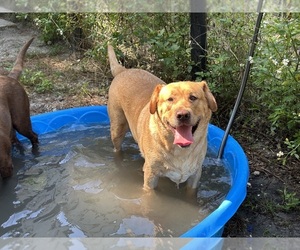 Labrador Retriever Puppy for sale in OCALA, FL, USA