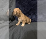 Small #3 Jack Russell Terrier Mix