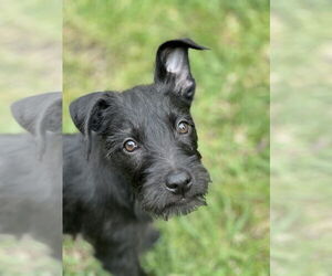 Jack Russell Terrier-Unknown Mix Dogs for adoption in San Diego, CA, USA