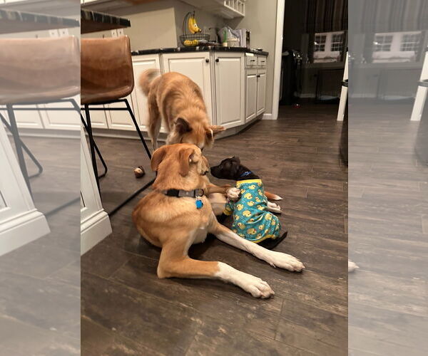 Medium Photo #4 American Pit Bull Terrier-Unknown Mix Puppy For Sale in Rockaway, NJ, USA