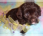 Small #1 YorkiePoo