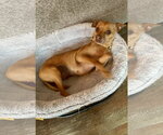 Small #5 Chihuahua Mix