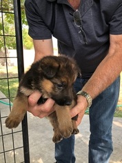 German Shepherd Dog Puppy for sale in EAGLE PASS, TX, USA