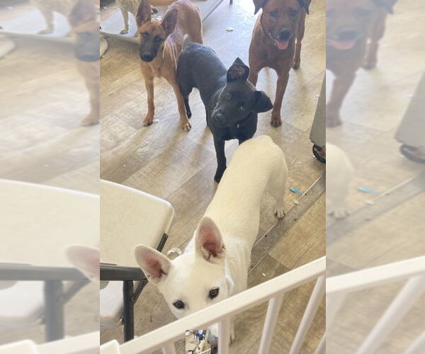 Medium Photo #10 Labrador Retriever-Unknown Mix Puppy For Sale in San Diego, CA, USA