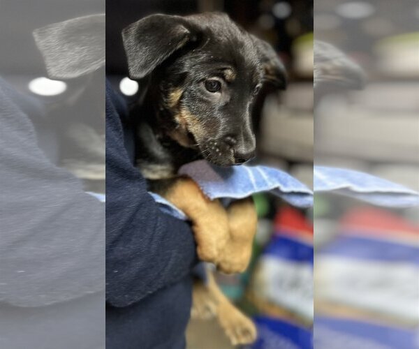 Medium Photo #5 Australian Kelpie-Unknown Mix Puppy For Sale in Dana Point, CA, USA
