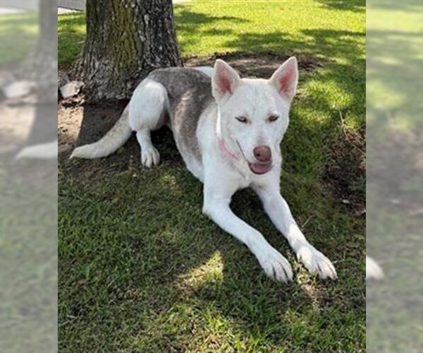 Medium Photo #3 Siberian Husky Puppy For Sale in Redlands, CA, USA