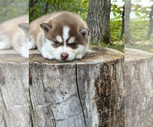 Medium Photo #3 Pomsky Puppy For Sale in STAPLES, MN, USA
