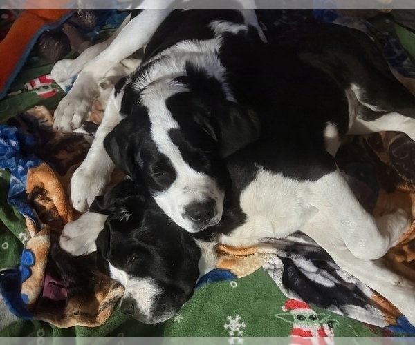 Medium Photo #5 Cane Corso-Saint Bernard Mix Puppy For Sale in WORCESTER, MA, USA