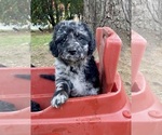 Puppy Luke Je Australian Labradoodle