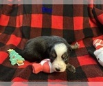 Small Photo #33 Miniature Australian Shepherd Puppy For Sale in QUINCY, CA, USA