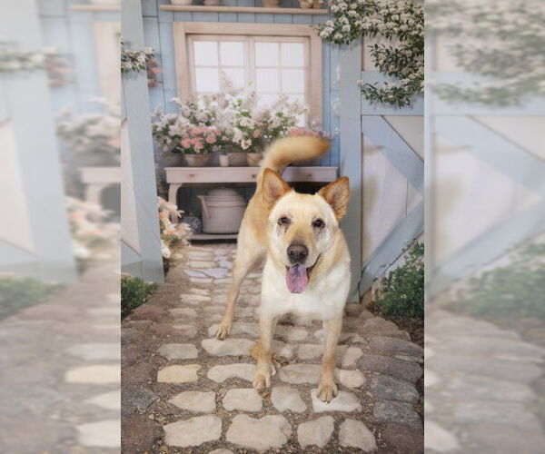 Medium Photo #3 Carolina Dog Puppy For Sale in Corpus Christi, TX, USA