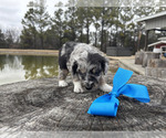 Puppy Cool Whip Miniature Australian Shepherd-Poodle (Toy) Mix
