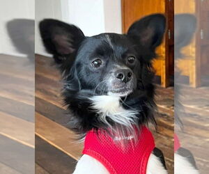 Chion Dogs for adoption in Corona, CA, USA