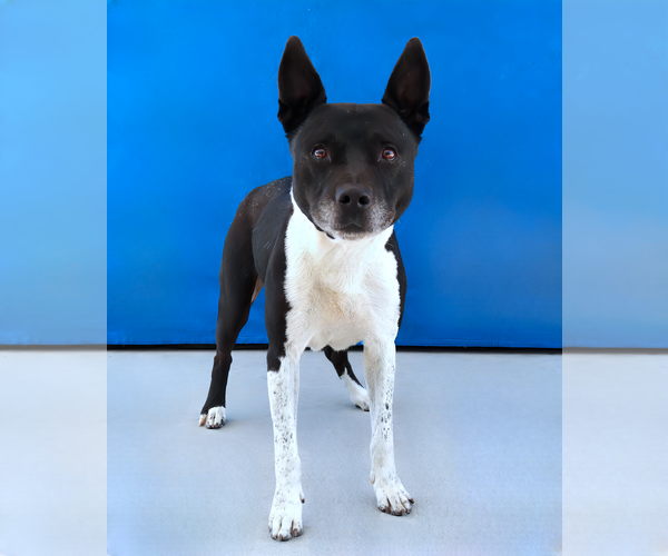 Medium Photo #2 Mutt Puppy For Sale in Pasadena, CA, USA