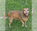 Small #1 Chihuahua Mix
