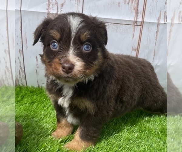 Medium Photo #5 Miniature Australian Shepherd Puppy For Sale in FOYIL, OK, USA
