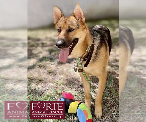 Medium Photo #2 German Shepherd Dog Puppy For Sale in Marina del Rey, CA, USA