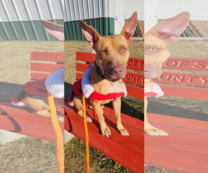 Dodger Lizman - Male Carolina Dog-Pharaoh Hound Mix Dog for Adoption - Photo #12