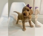 Small Photo #4 Goldendoodle Puppy For Sale in JENKS, OK, USA