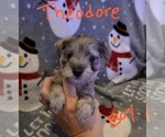 Small Photo #11 Chizer Puppy For Sale in MONTEZUMA, GA, USA