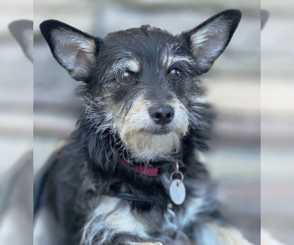 Medium Photo #6 Dachshund-Miniature Schnauzer Mix Puppy For Sale in Chino Hills, CA, USA