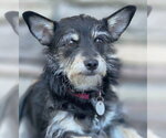 Small #5 Dachshund-Miniature Schnauzer Mix