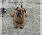 Small #1 Brussels Griffon