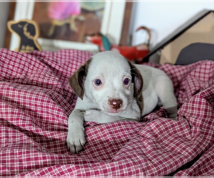 Chiweenie Dogs for adoption in Fresno, CA, USA