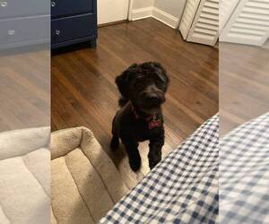 Poodle (Miniature)-Schnoodle (Miniature) Mix Puppy for sale in CHICAGO, IL, USA
