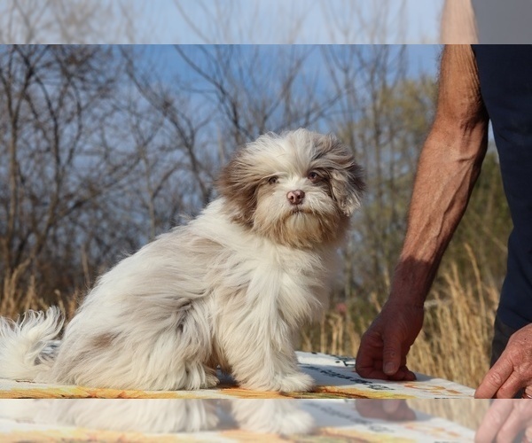 Medium Photo #1 ShihPoo Puppy For Sale in DYERSBURG, TN, USA