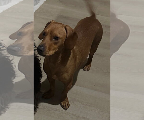 Medium Photo #5 Dachshund-Unknown Mix Puppy For Sale in Los Angeles, CA, USA