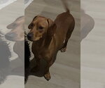 Small #4 Dachshund Mix