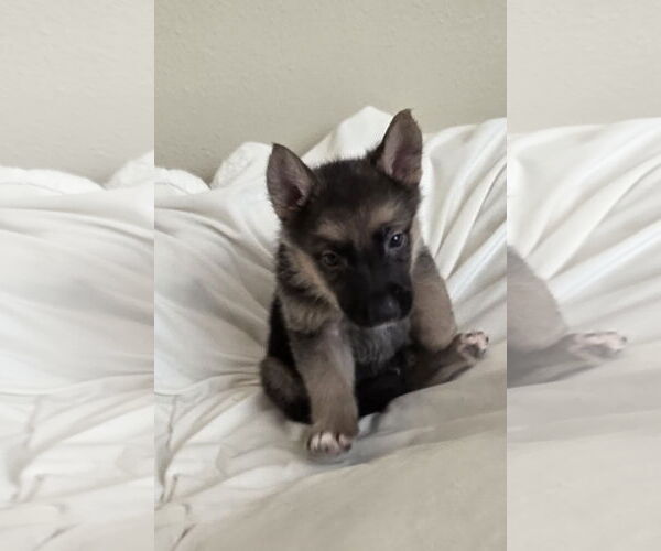 Medium Photo #11 German Shepherd Dog-Unknown Mix Puppy For Sale in McKinney, TX, USA