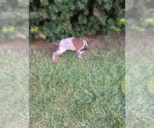 Medium Photo #18 German Shorthaired Pointer Puppy For Sale in COSHOCTON, OH, USA