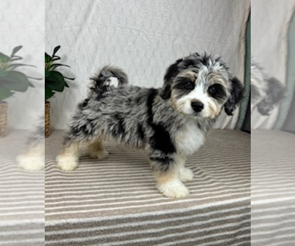 Medium Photo #5 Miniature Bernedoodle Puppy For Sale in GREENFIELD, IN, USA