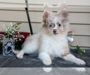 Medium Pomeranian