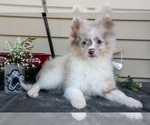 Puppy Ike Pomeranian