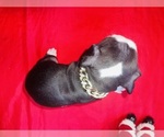 Small Photo #28 American Pit Bull Terrier Puppy For Sale in TRENTON, NJ, USA