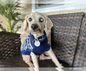 Poodle (Miniature)-Unknown Mix Dogs for adoption in  Ramona, CA, USA