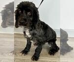 Small #7 Cocker Spaniel