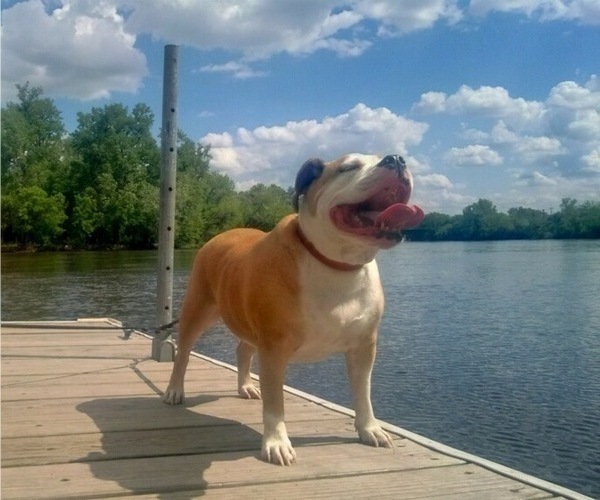 Medium Photo #6 Beagle-English Bulldog Mix Puppy For Sale in MAPLE VALLEY, WA, USA