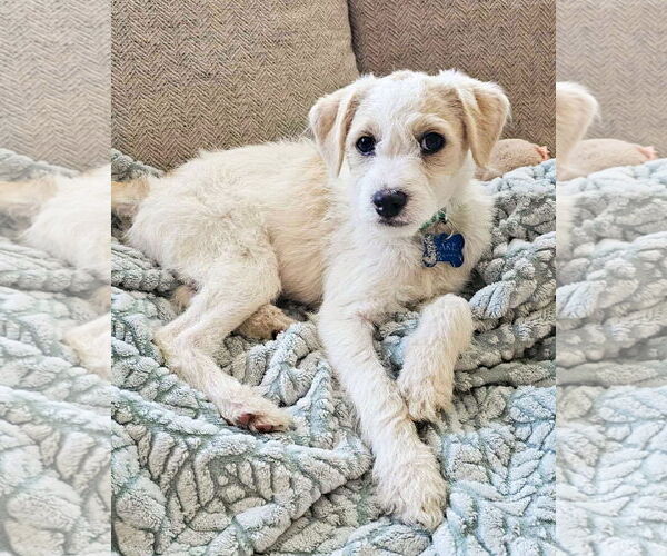 Medium Photo #5 Mutt Puppy For Sale in Corona, CA, USA